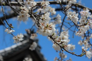 日泰寺傍の桜